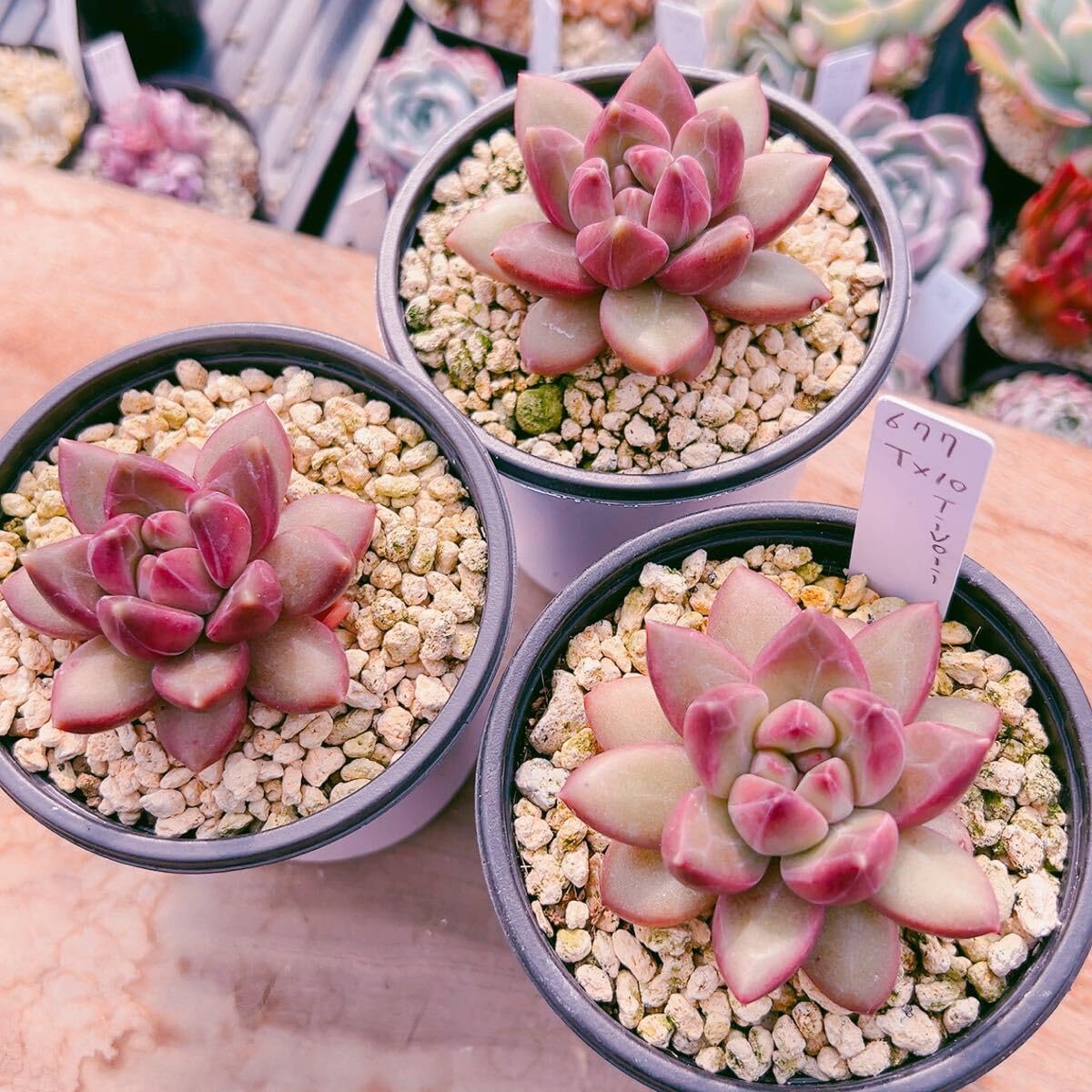 Amazon.co.jp: D！（1苗の）多肉植物 チボリ レア苗 韓国苗 美苗 農園